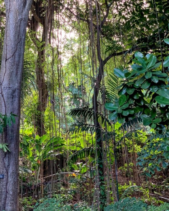 Andromeda Gardens Barbados