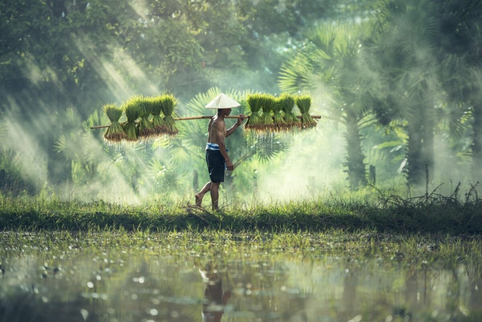 Rice Paddy Harvest in Vietnam