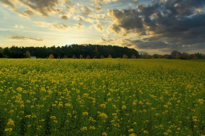 Mustard Field