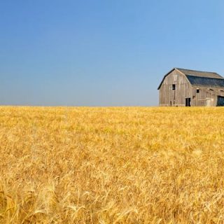 Barley Barn Prairies