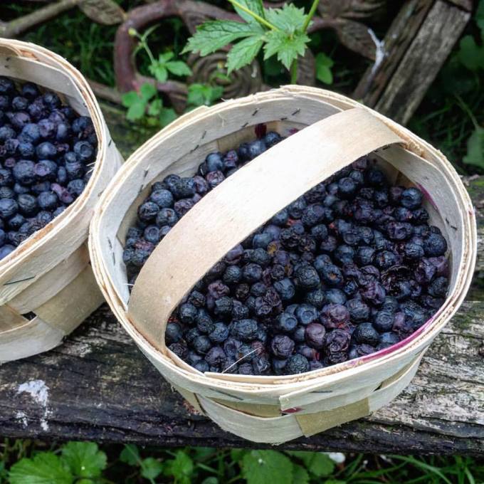 Bilberries