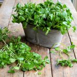 Watercress