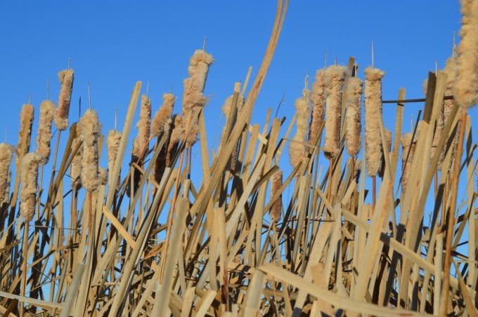 Cattails