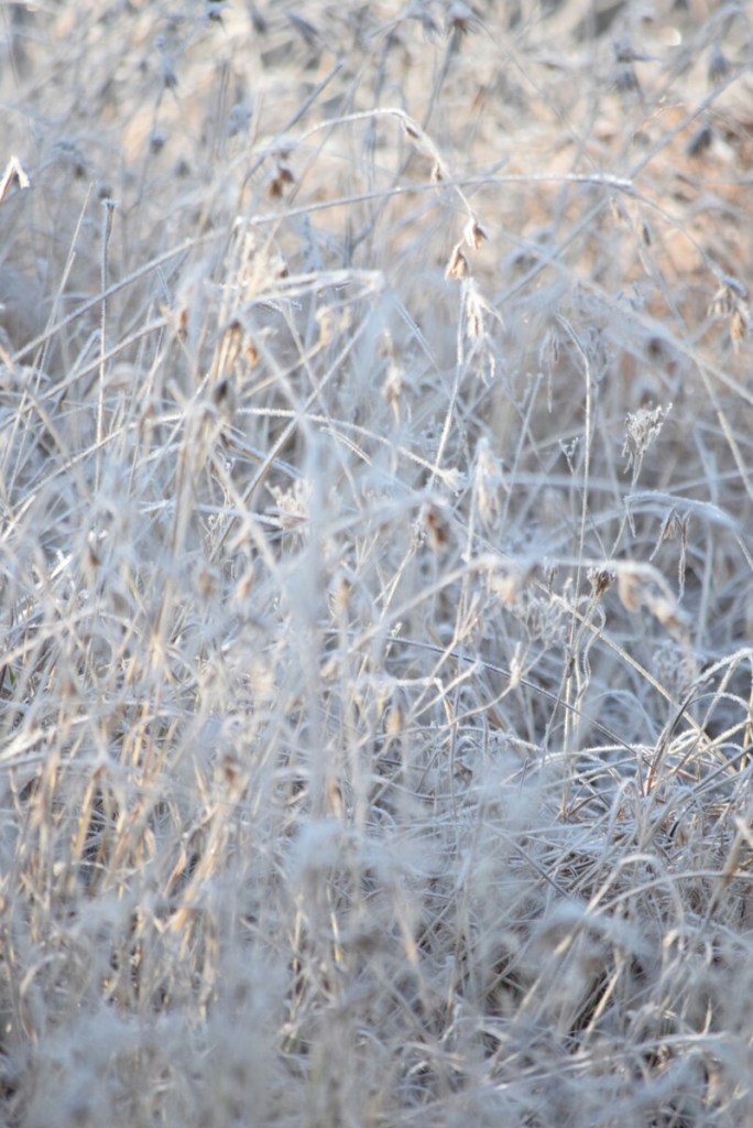 Frosty weather