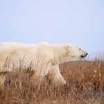 Walking with Polar Bears in Arctic Canada