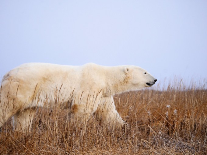 Churchill Wild Walking with Polar Bears