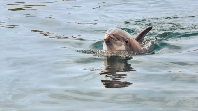 Dolphin Watching