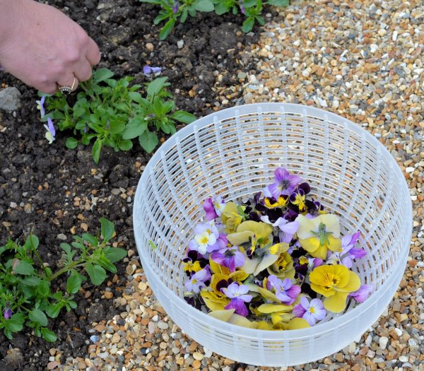 Rhubarb Cordial, Tulips, Edible Flowers and a Day at Perch Hill with Sarah Raven