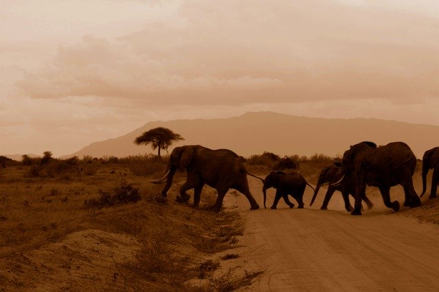 African Elephants