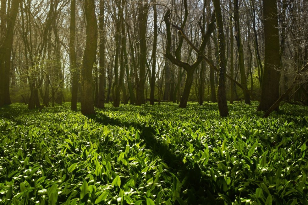 Wild Garlic Wood