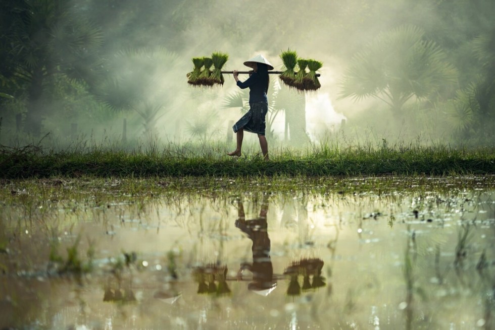 Rice Paddy in Vietnam