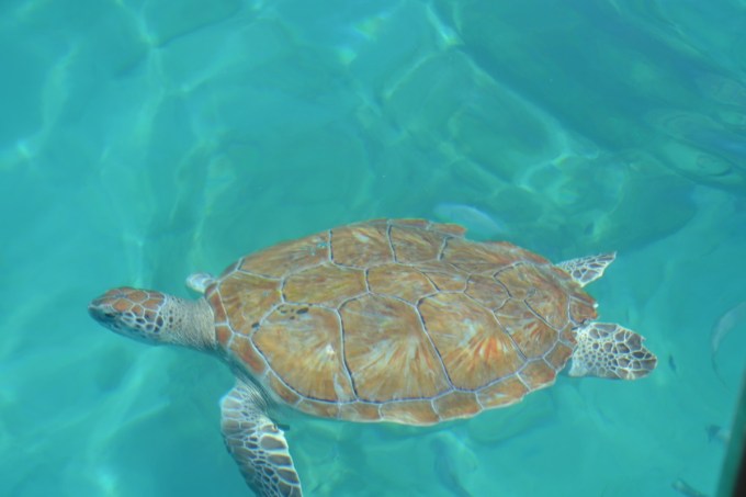 Swimming with Turtles in Barbados