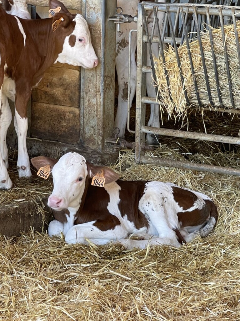 Calf