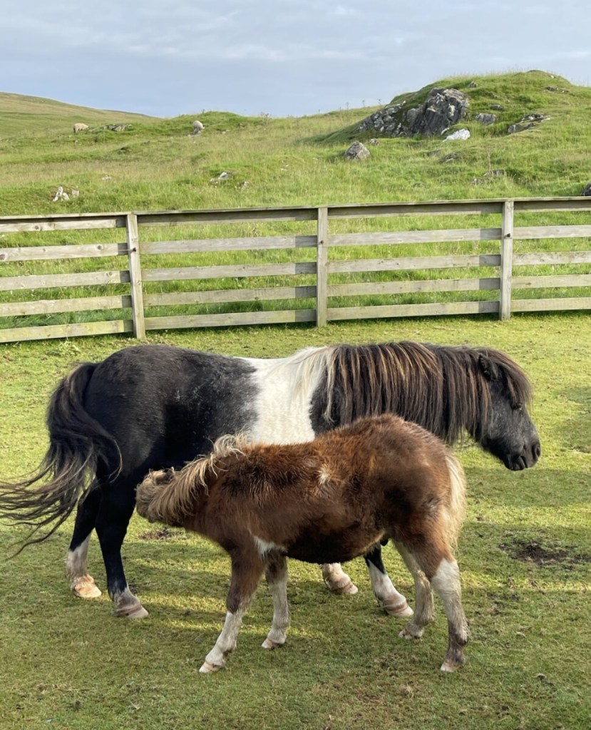 Shetland Ponies