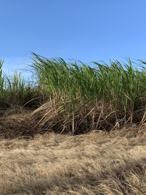 Sugar Cane Barbados