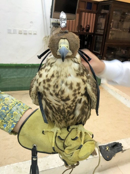 Falcons in Falcon Souq Doha Qatar