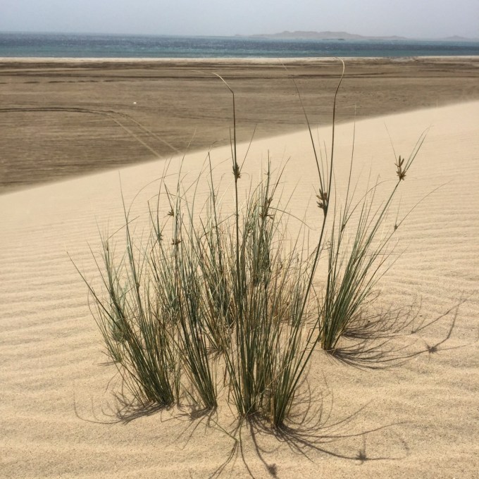 Camels, Dune Bashing and Beach BB