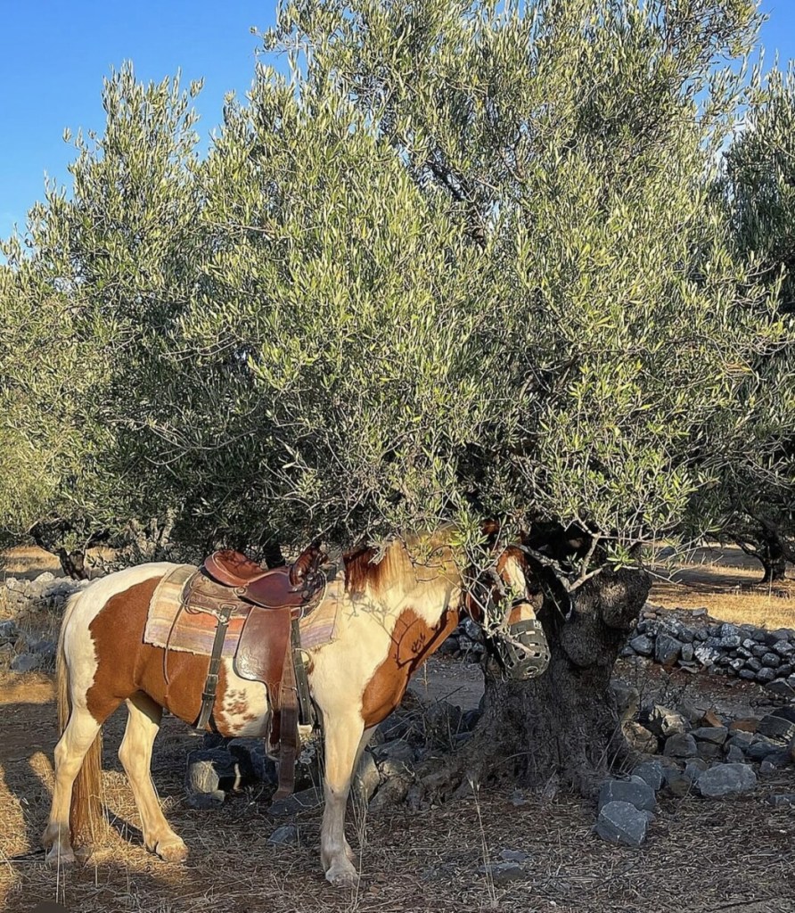 Fourni Horses