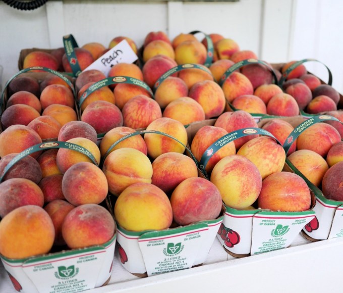 Ontario Peaches