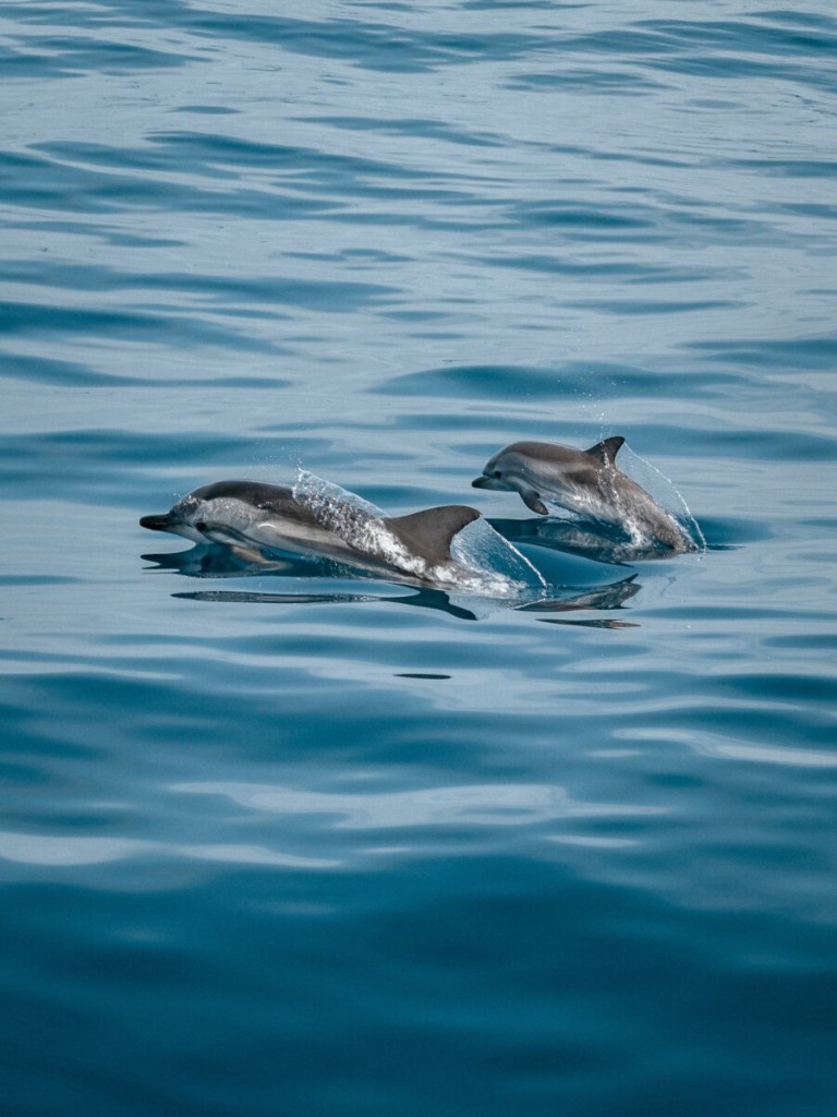 Dolphin Watching Gran Canaria