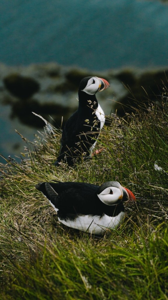 Puffins