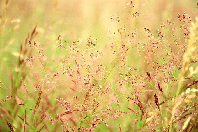 Prairie Grasses