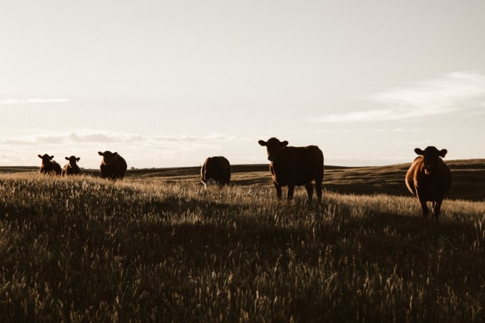 Alberta Beef