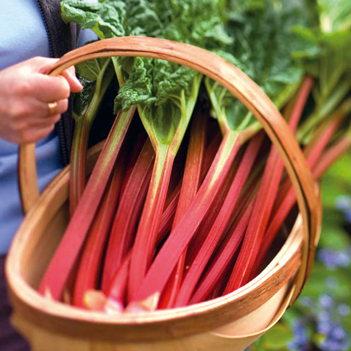 Rhubarb