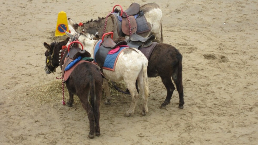 Seaside Donkeys