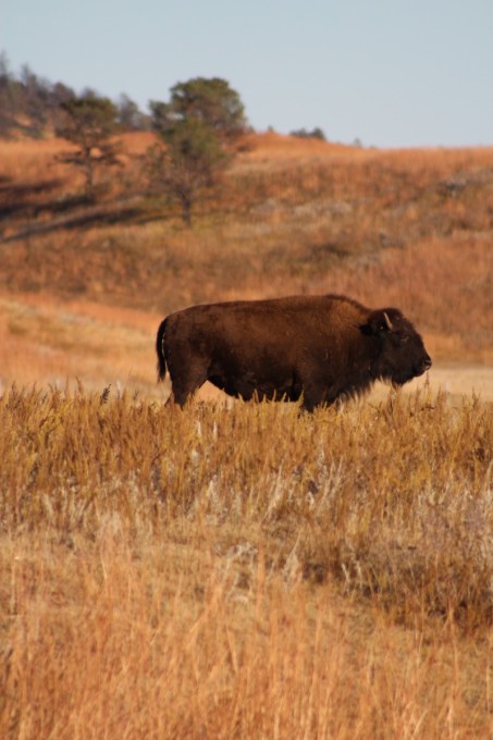 The Prairies